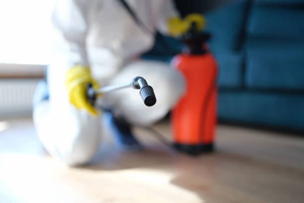 Best Black Mold Removal  in Upper Exeter, PA