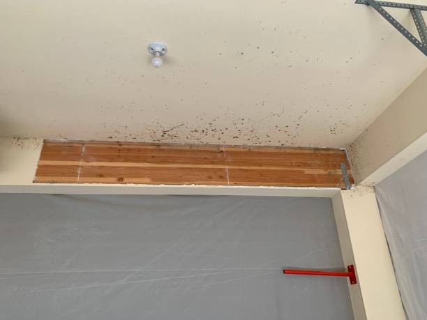 Best Basement Mold Removal  in Upper Exeter, PA